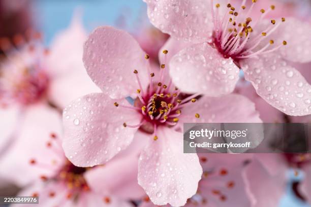 cherry blossom in spring, sakura flowers on blue sky background.