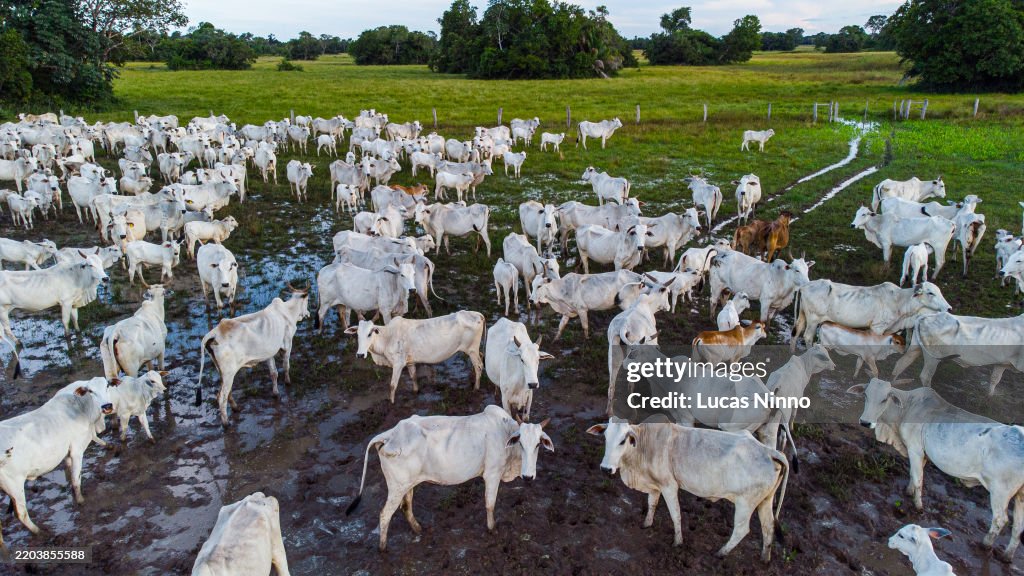 Cattle Herd in the Pantanal, Mato Grosso,