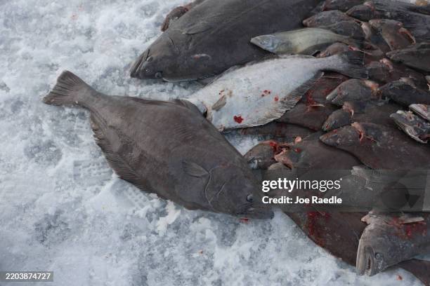 Halibut sit on the ice after fishermen caught them on March 07, 2025 in Ilulissat, Greenland. The self-ruling Danish territory and world's largest...