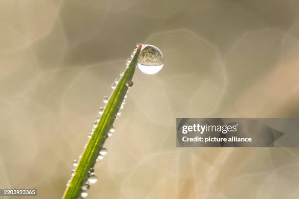 March 2025, Baden-Württemberg, Rottweil: Drops of water hang from a blade of grass in a meadow in the morning sunshine. Photo: Silas Stein/dpa
