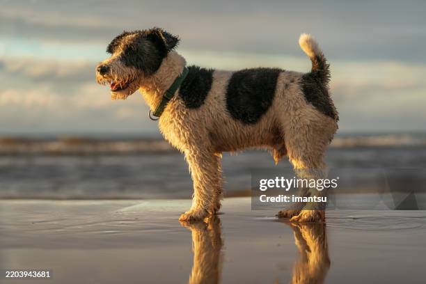 fox terrier on the seashore at sunset - beach road side stock pictures, royalty-free photos & images