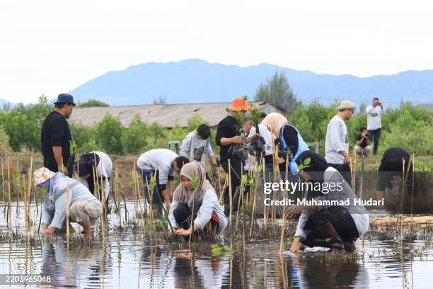 umweltgemeinschaft pflanzen mangroven - mangrove stock-fotos und bilder