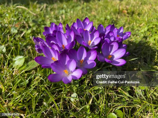 crocus tommasinianus flowers - crocus stock pictures, royalty-free photos & images