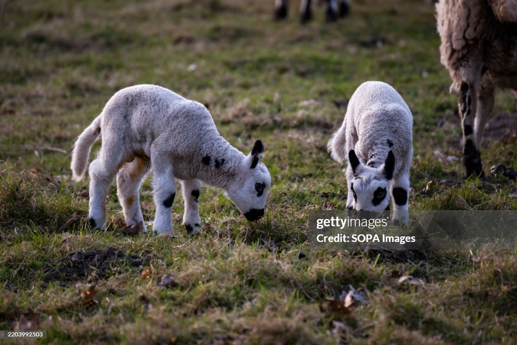 Two lambs are seen foraging in an orchard in Aymestrey,...