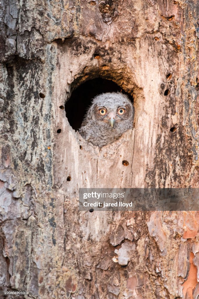 Young Eastern Screech Owl Peering from Old Red-cockaded Woodpecker Nest Cavity in Longleaf Pine, Croatan National Forest, North Carolina
