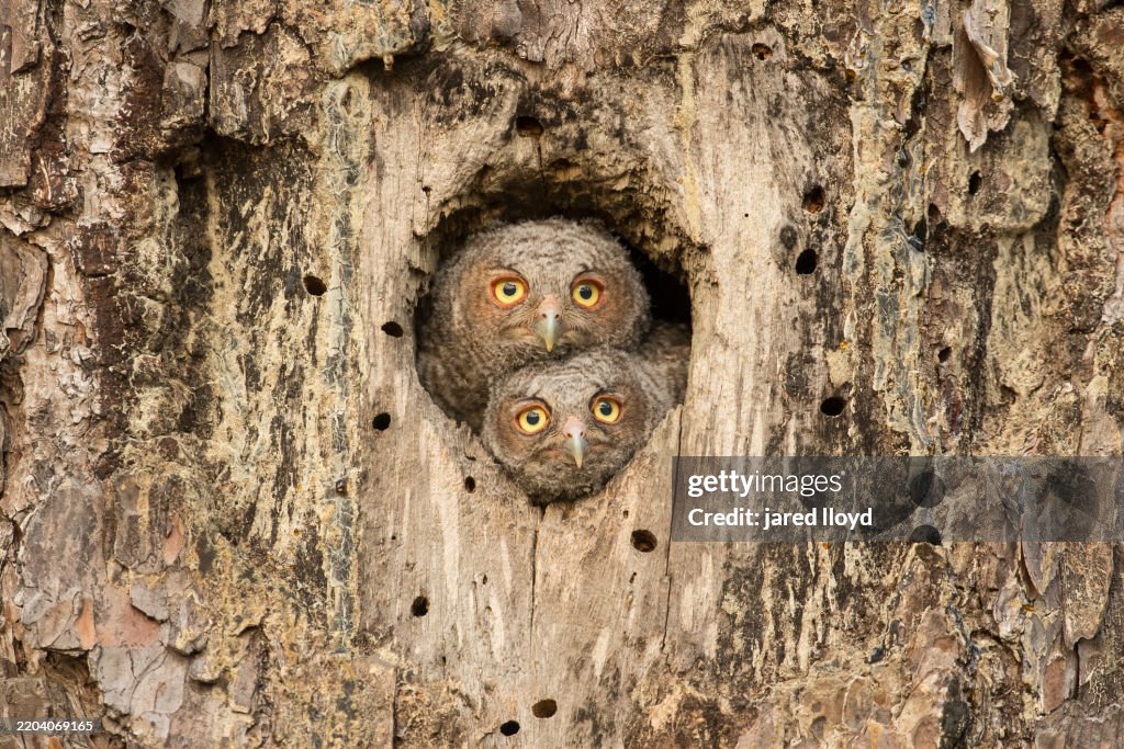 Two Eastern Screech Owl Chicks Peering Out from Old Red-cockaded Woodpecker Cavity at Dusk in Croatan National Forest