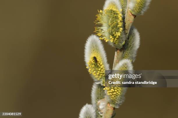 a branch of a flowering goat willow or pussy willow, salix caprea, growing along the bank of a river. - pussy willow stock pictures, royalty-free photos & images