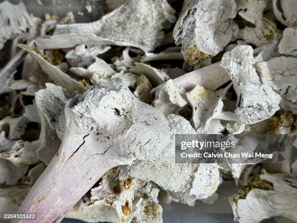 close-up of cremains or human bones and ashes of a senior adult - feuerbestattung stock-fotos und bilder