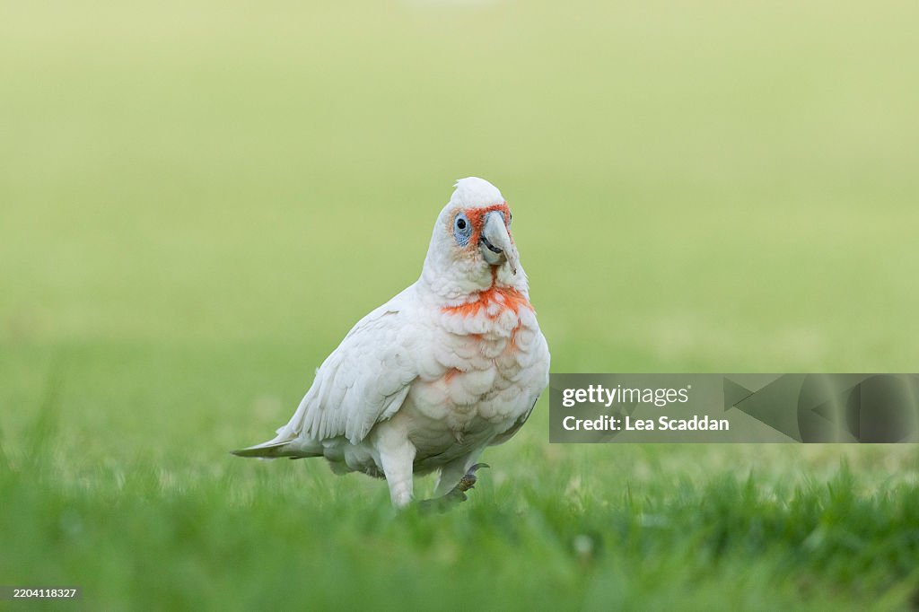 Long-billed Corella
