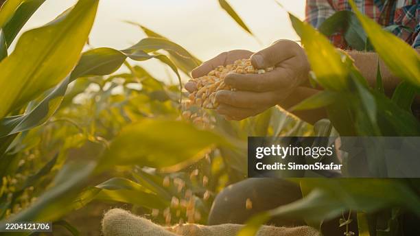 un agriculteur verse des grains de maïs dans un sac dans un champ - maïs photos et images de collection