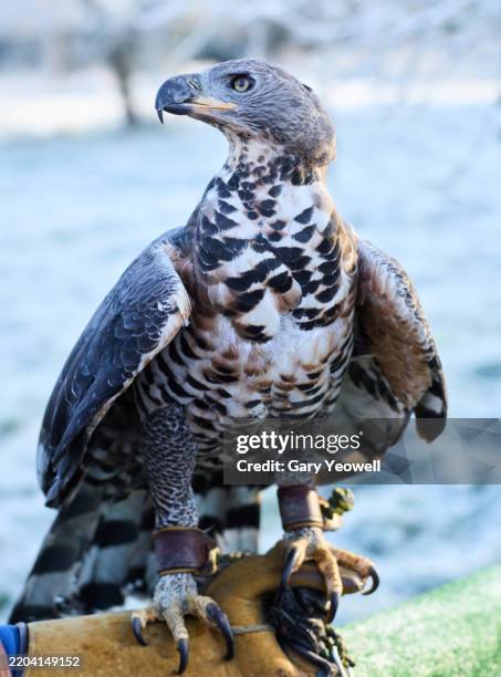 crowned hawk eagle sitting on handlers glove - perching stock pictures, royalty-free photos & images