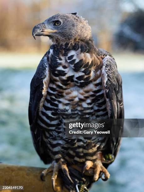 crowned hawk eagle sitting on handlers glove - perching stock pictures, royalty-free photos & images