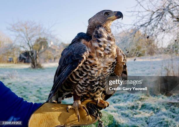 crowned hawk eagle sitting on handlers glove - perching stock pictures, royalty-free photos & images