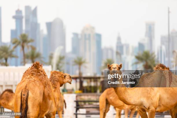 herd of camels against modern urban skyline - contrasts stock pictures, royalty-free photos & images