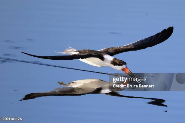 Black Skimmer populates the Merritt Island National Wildlife Refuge on February 9, 2025 in Merritt Island, Florida. The warmer climate in the...