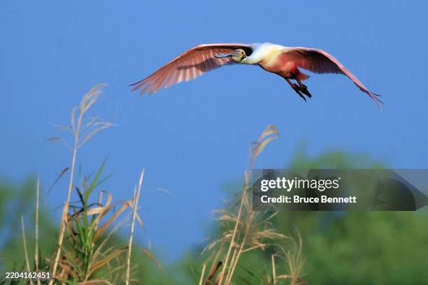 Roseate Spoonbill populates Stick Marsh on February 16, 2025 in Melbourne, Florida. The warmer climate in the southern part of Florida provides a...