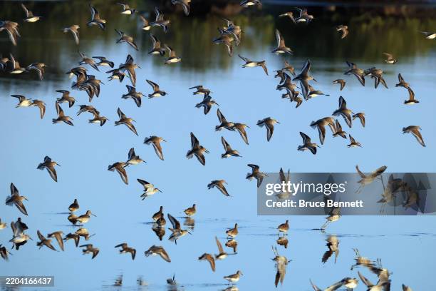 Wide assortment of birds populate the Merritt Island National Wildlife Refuge on February 9, 2025 in Merritt Island, Florida. The warmer climate in...