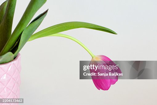 Tulip Erectile dysfunction Tulip Erectile dysfunction