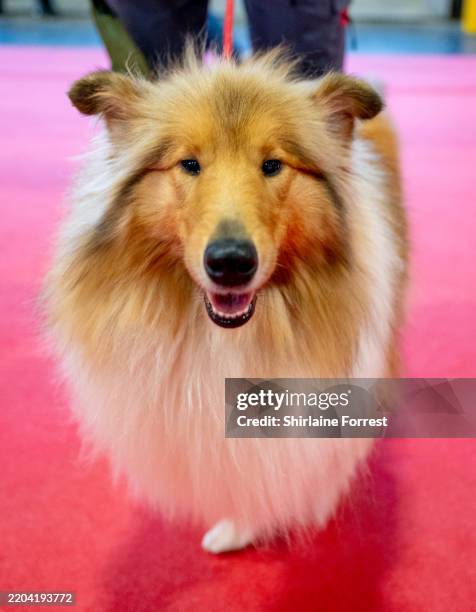 Mindy, a sable Rough Collie attends the Crufts final at NEC Arena on March 09, 2025 in Birmingham, England.