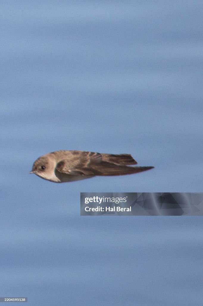 Northern Rough-Winged Swallow flying