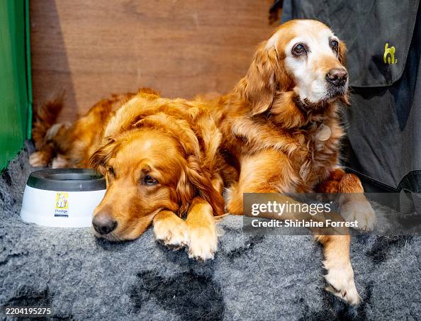 Ruby Retriever Clove and Ruby, working Golden Retrievers attend the Crufts final at ...