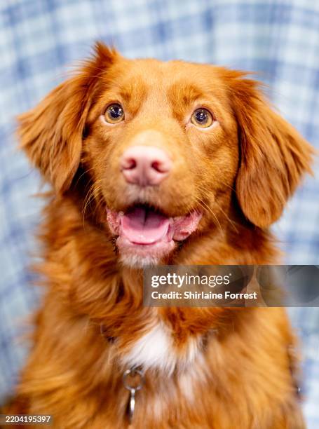 Suika, a Nova Scotia Duck Tolling Retriever attends the Crufts final at NEC Arena on March 09, 2025 in Birmingham, England.