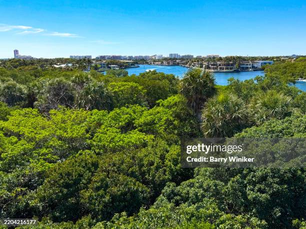 tree canopy and intracoastal waterway seen from high up at gumbo limbo nature center in boca raton - boca raton stock pictures, royalty-free photos & images