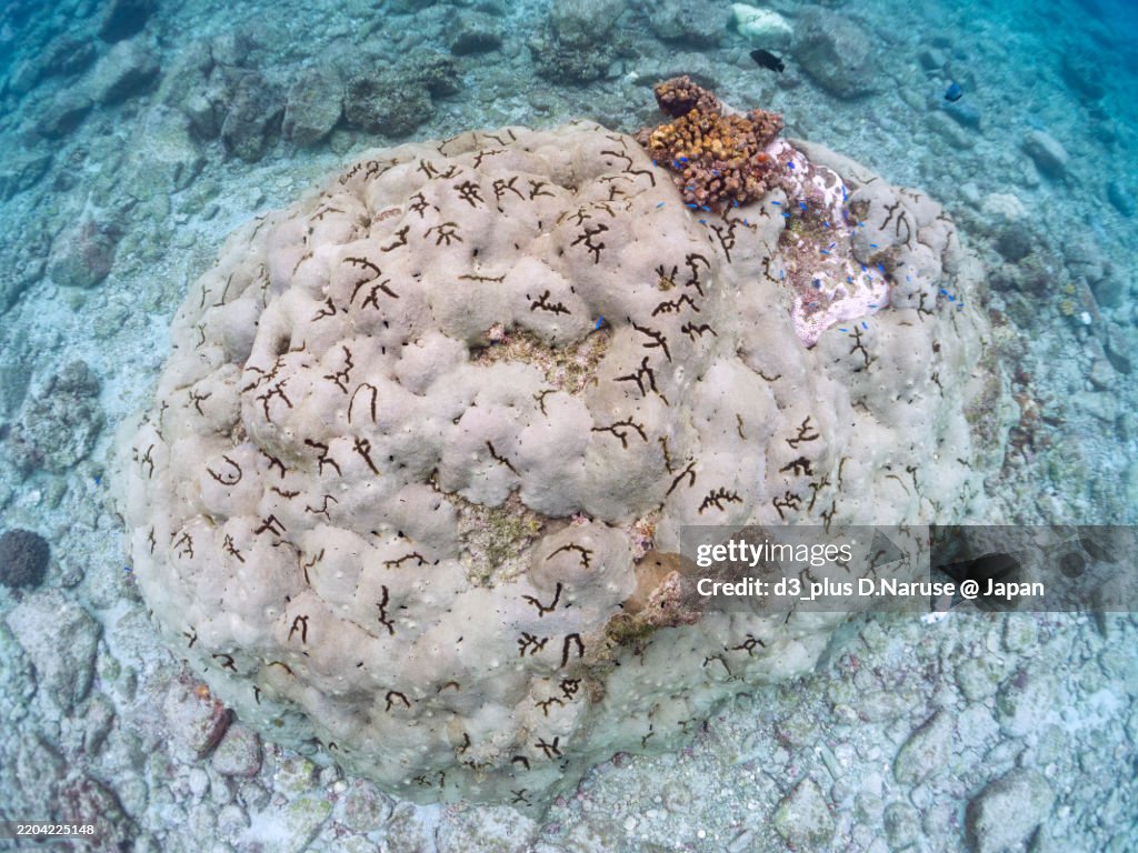 A group of corals, Acropora Pruinosa that have collapsed due to the bleaching phenomenon.
Shikinejima island, Izu Islands, Tokyo - 2024