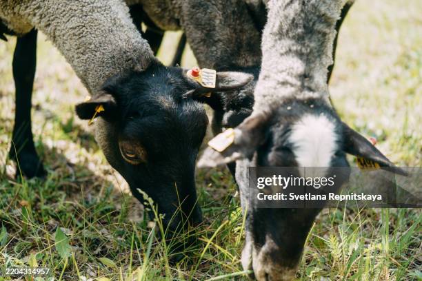 sheep grazing in green pasture on sunny day - lamb face stock pictures, royalty-free photos & images