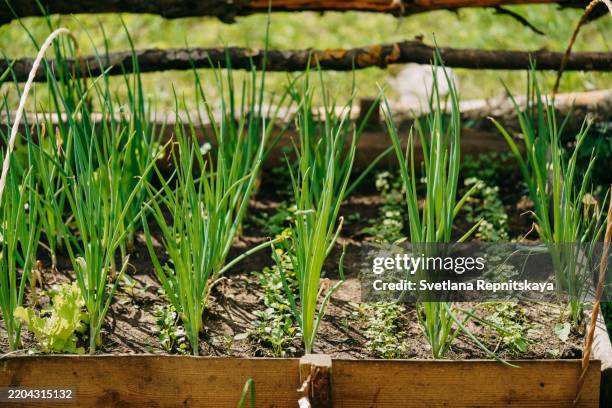 green onions growing in raised garden bed with wooden frame - cebolinho imagens e fotografias de stock