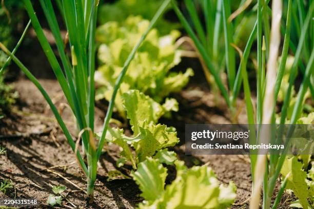 green onions and lettuce growing in garden bed - cebolinho imagens e fotografias de stock