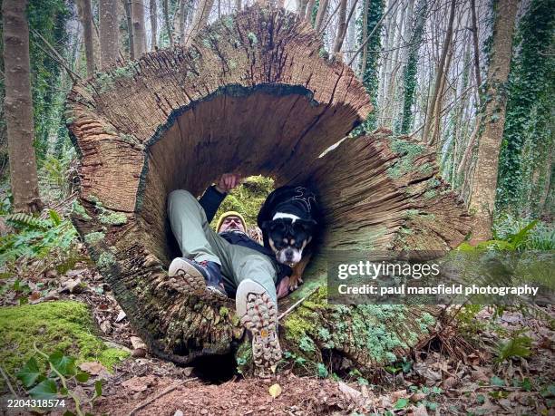 hollowed tree trunk - giant bulldog stock pictures, royalty-free photos & images