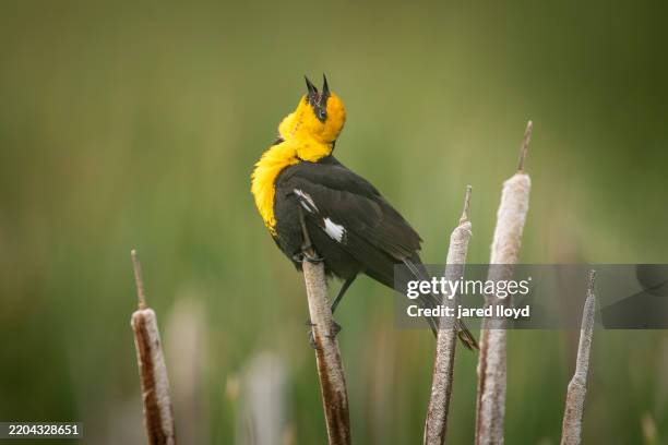 male yellow-headed blackbird singing from cattail perch in spring breeding season, montana - balz stock-fotos und bilder