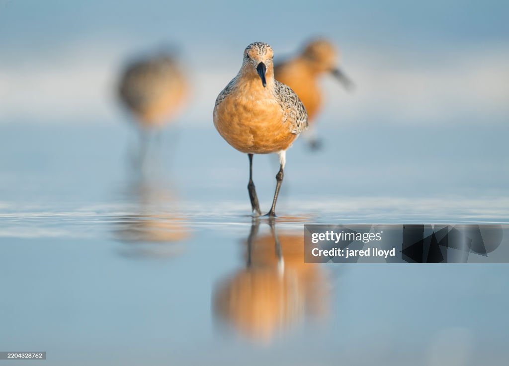 Red Knot Walking Toward Camera on Beach with Reflection