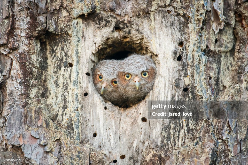 Close-up of Two Eastern Screech Owl Chicks Peeking Out from Old Red-cockaded Woodpecker Cavity in Longleaf Pine, Croatan National Forest
