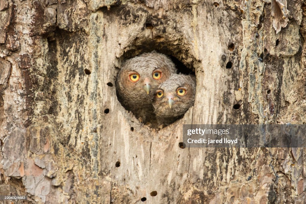 Two Eastern Screech Owl Chicks in Old Red-cockaded Woodpecker Cavity in Longleaf Pine, Croatan National Forest