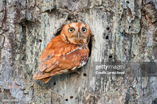 red morph eastern screech owl perched at entrance of old red-cockaded woodpecker cavity in longleaf pine, croatan national forest, north carolina - croatan national forest north carolina stock pictures, royalty-free photos & images