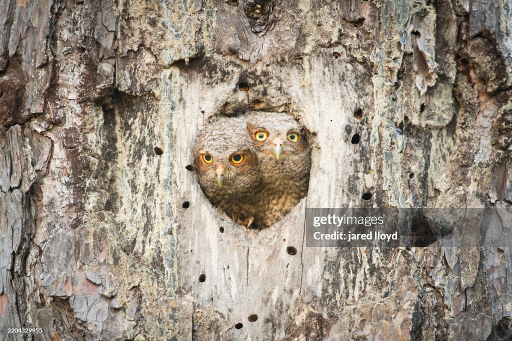 Two Eastern Screech Owl Chicks Peeking Out Together from Old Red-cockaded Woodpecker Cavity in Longleaf Pine, Croatan National Forest, North Carolina