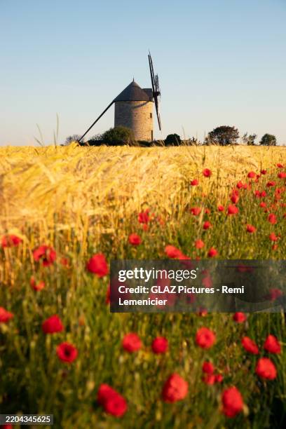 mill of moidrey - normandy stock pictures, royalty-free photos & images