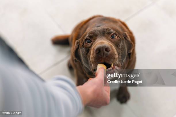 an overhead view looking down onto a chocolate labrador about to woof down a tasty dog treat - dog biscuit stock pictures, royalty-free photos & images