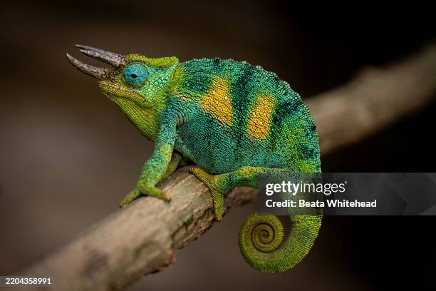 jackson’s chameleon in bwindi impenetrable national park, uganda - especie en peligro de extinción fotografías e imágenes de stock