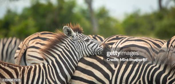 zebra, equus quagga, resting with its head down - sabi sands reserve stockfoto's en -beelden