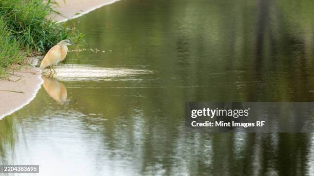 squacco heron, ardeola ralloides, perched or hunting - squacco heron stock pictures, royalty-free photos & images