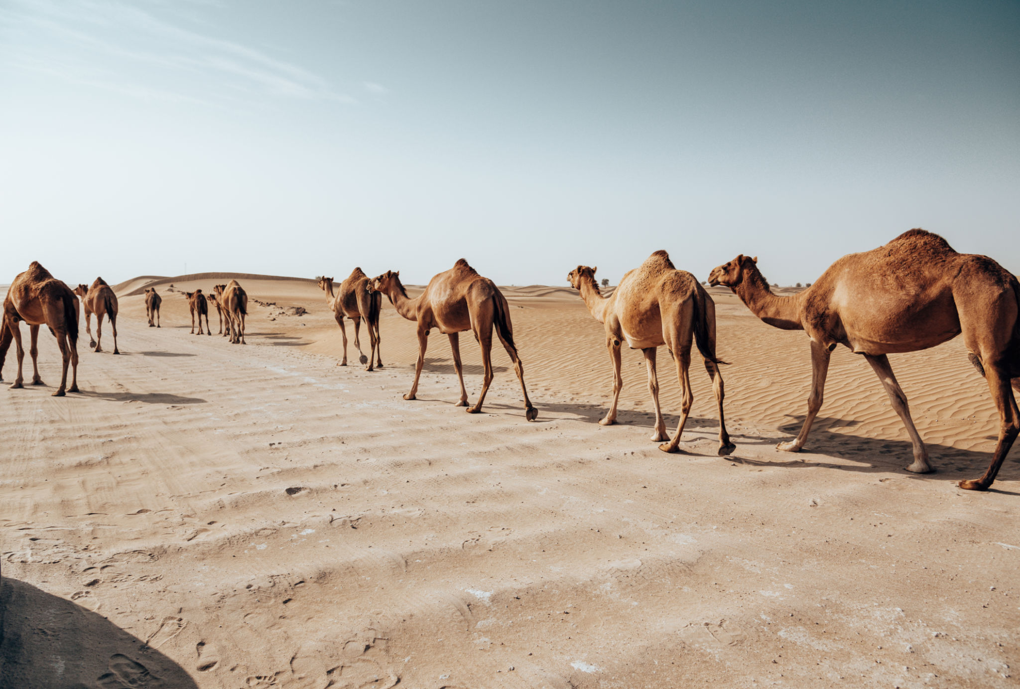 desert safari dubai