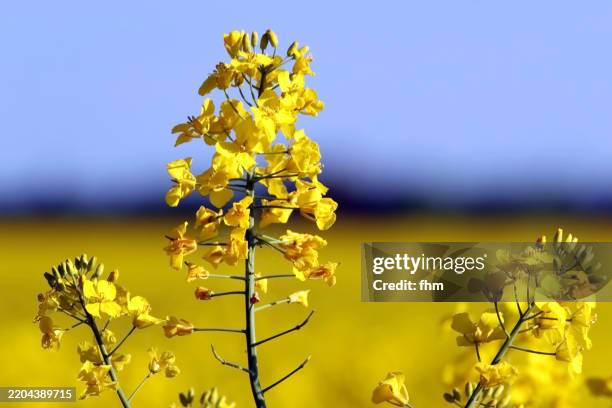canola field with blue sky - canola stock pictures, royalty-free photos & images