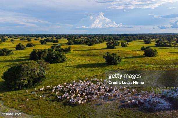erial view of nelore cattle herd in the pantanal - beef cattle stock pictures, royalty-free photos & images
