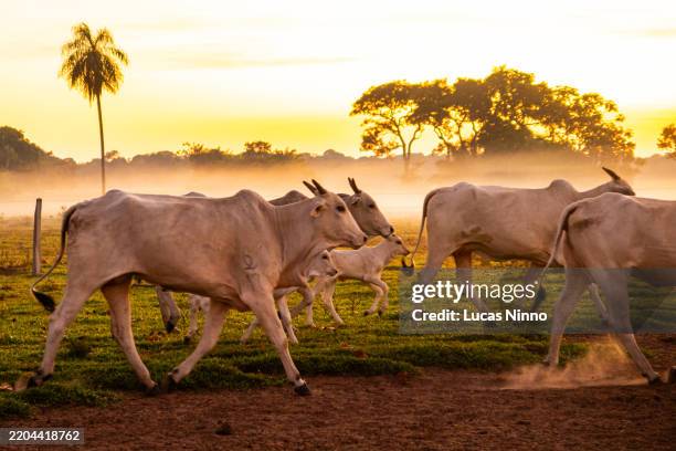 nelore cattle herd on a pantanal farm at sunrise - herding stock pictures, royalty-free photos & images