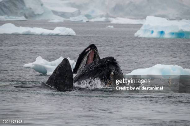 humpback whales feeding on krill in antarctica. - krill stock pictures, royalty-free photos & images