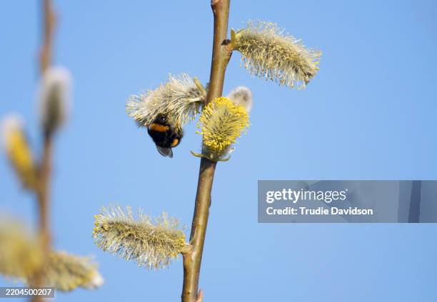 bee on pussy willow - pussy willow stock pictures, royalty-free photos & images