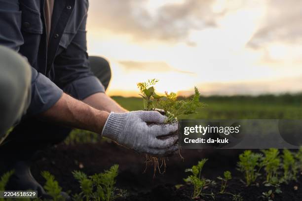 persona cosechando plántulas en un campo al atardecer - sembrar fotografías e imágenes de stock